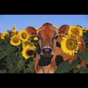 Meet your Posher, Bella